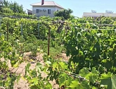 Комната посуточно в Одессе. Затока, ст. Солнечная, 1000 — 1001624141 изображение 15