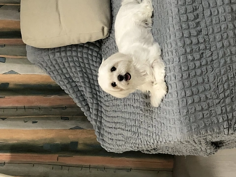 1-комнатная daily in Cherkasy. Novoprechistenskaya St., 4/1 &mdash; 1001634395 image 16