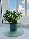1-комнатная посуточно в Луцке. пр-т Возрождения, 50а — 1001638930 изображение 31
