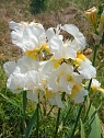 house daily in Fontanka. Venskaya St., 4 &mdash; 1001621520 image 36