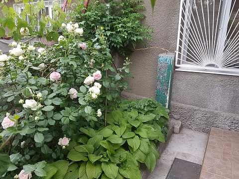 2-комнатная daily in Odesa. Peresypskiy district, Luzanovskaya St., 98 &mdash; 1000685547 image 14